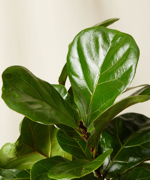 Fiddle Leaf Fig