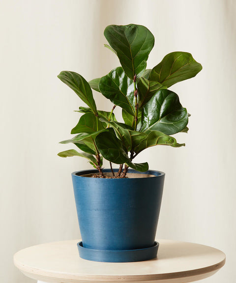 Fiddle Leaf Fig