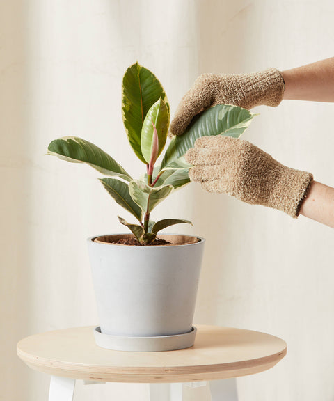 Ficus Elastica Tineke