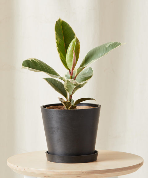 Ficus Elastica Tineke