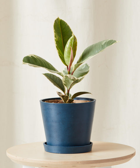 Ficus Elastica Tineke