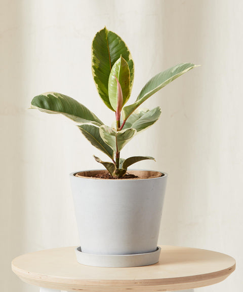 Rubber Plant Variegated