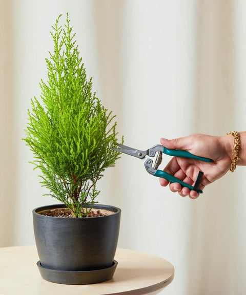 Lemon Cypress
