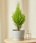 Lemon Cypress