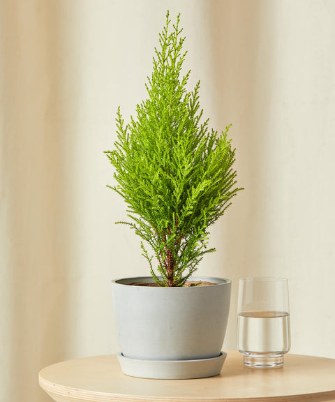 Lemon Cypress