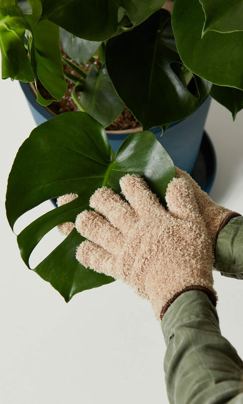 Monstera Deliciosa