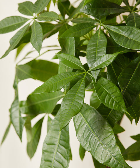 Money Tree