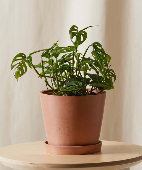 Philodendron Broken Heart