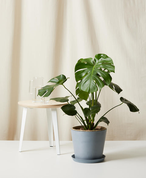 Monstera Deliciosa