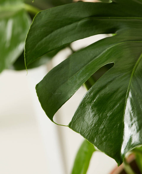 Monstera Deliciosa