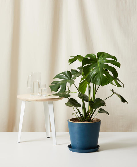 Monstera Deliciosa