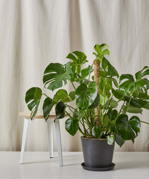 Monstera Deliciosa
