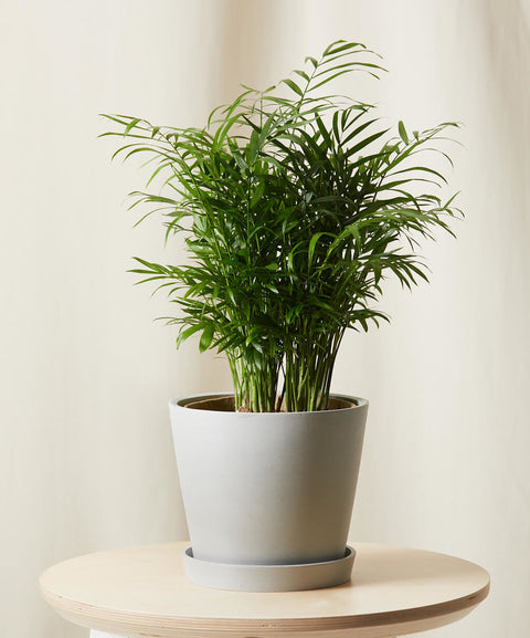 Parlour Palm