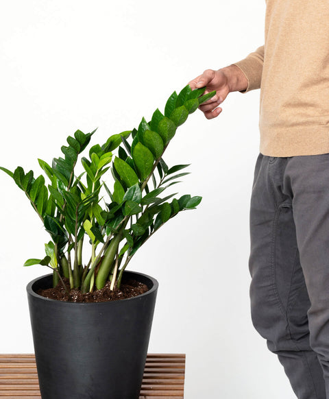 Zamioculcas Zamiifolia (ZZ Plant) XL