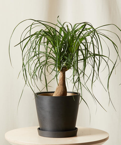 Nolina Palm