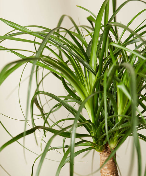 Nolina Palm