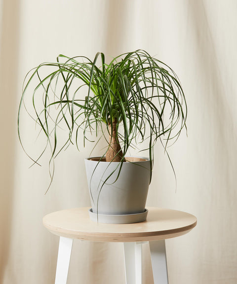 Nolina Palm