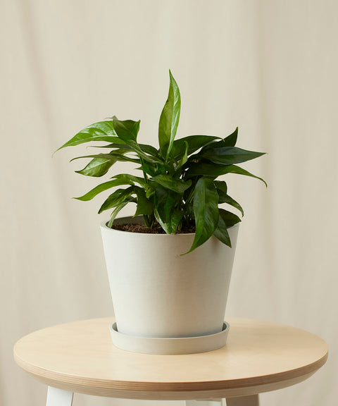 Epipremnum Pinnatum - Baltic Blue Pothos