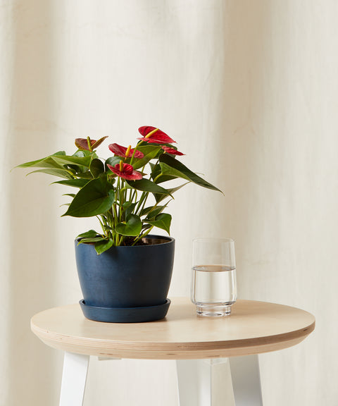 Anthurium Red