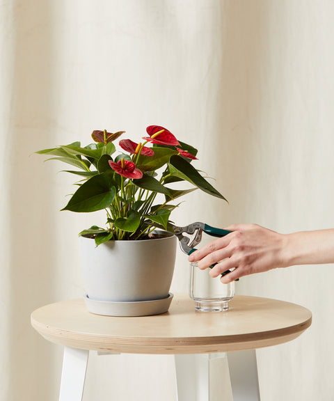 Anthurium Red