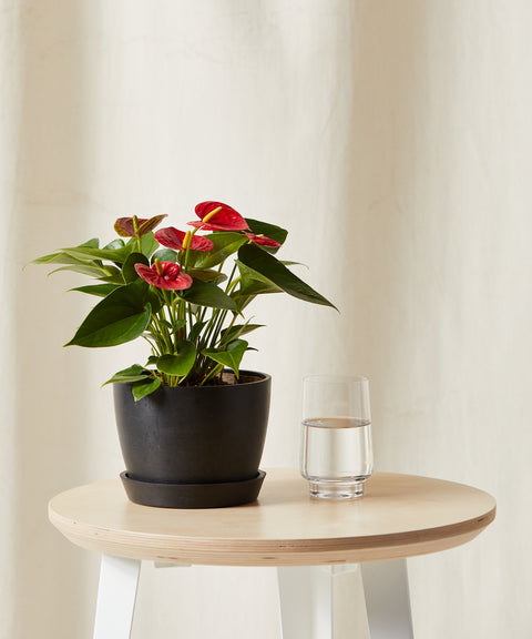 Anthurium Red