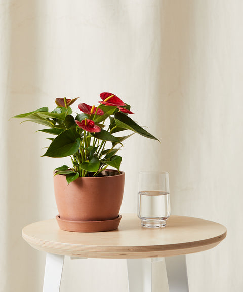 Anthurium Red