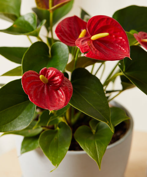 Anthurium Red