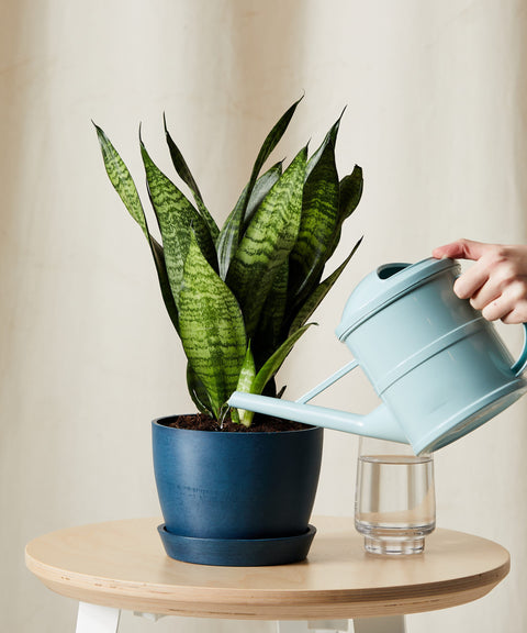 Sansevieria Zeylanica