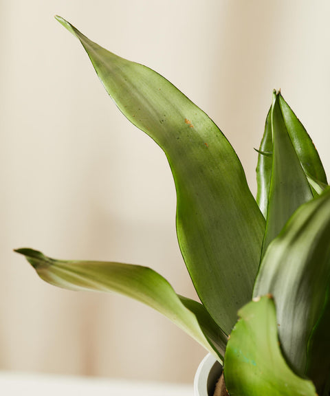 Sansevieria Moonshine