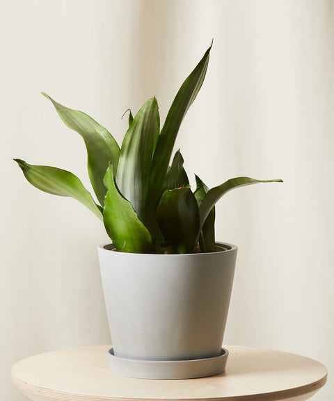 Sansevieria Moonshine