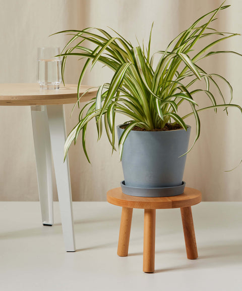 Chlorophytum Spider Plant - Variegated