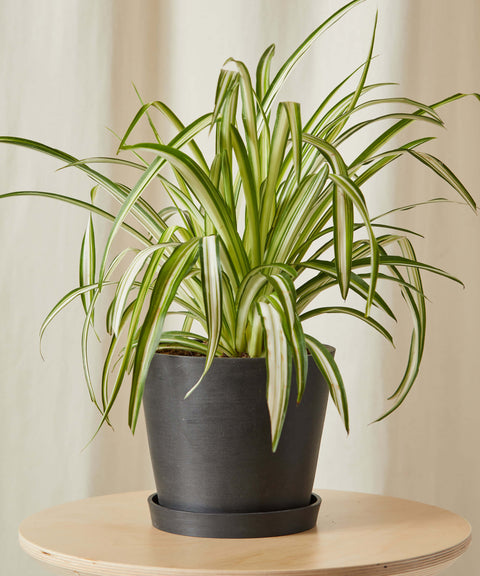 Chlorophytum Spider Plant - Variegated