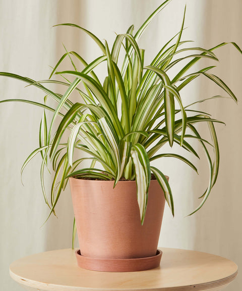 Chlorophytum Spider Plant - Variegated