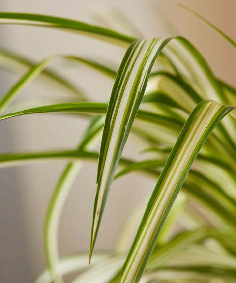 Chlorophytum Spider Plant - Variegated