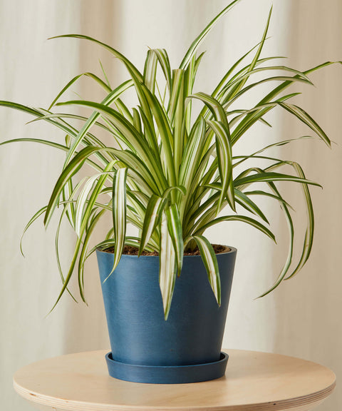 Chlorophytum Spider Plant - Variegated