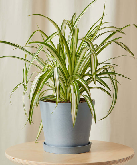 Chlorophytum Spider Plant - Variegated