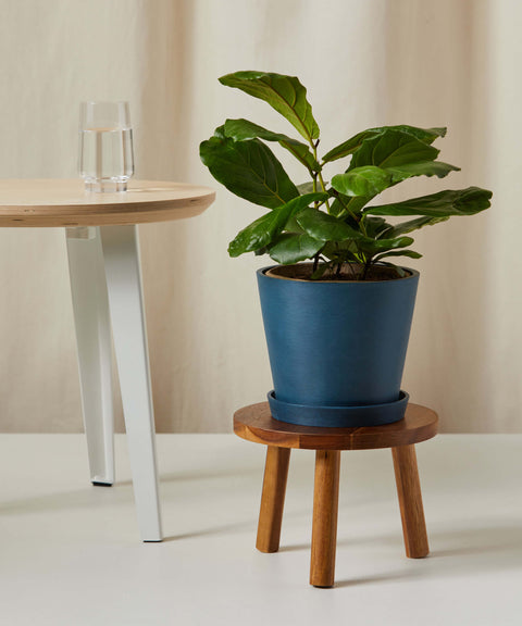 Fiddle Leaf Fig