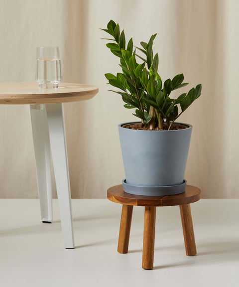 Dwarf ZZ Plant