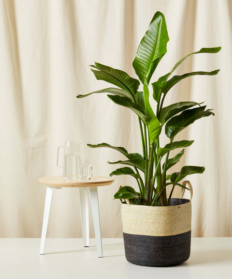 Bird of Paradise XL
