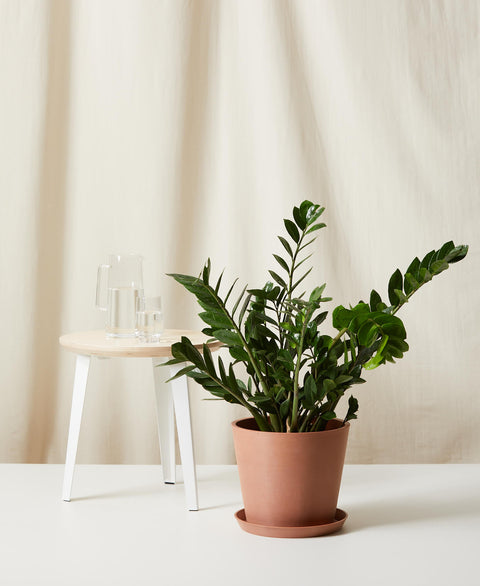 Zamioculcas Zamiifolia (ZZ Plant) XL