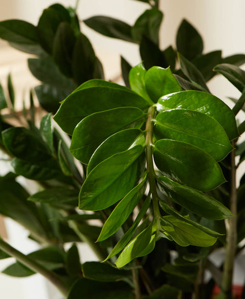 Zamioculcas Zamiifolia (ZZ Plant) XL