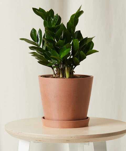 Dwarf ZZ Plant