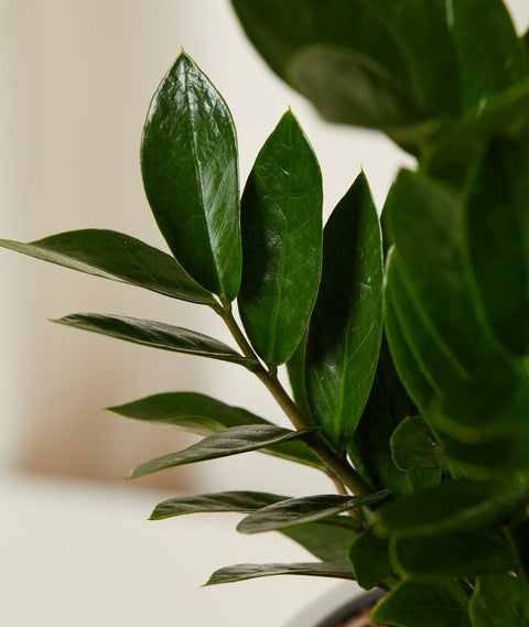 Dwarf ZZ Plant