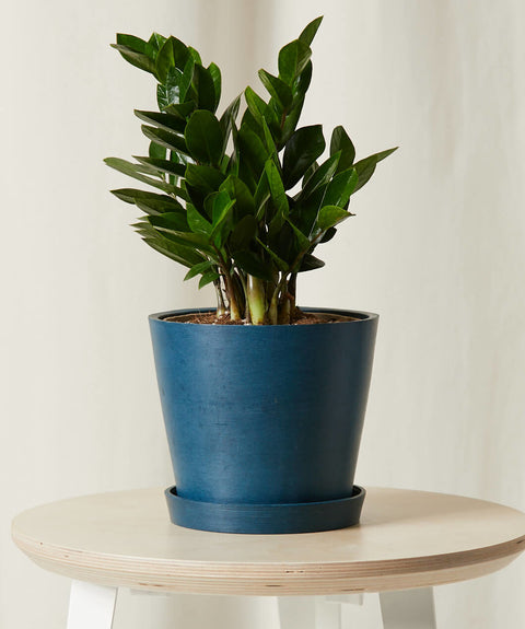 Dwarf ZZ Plant