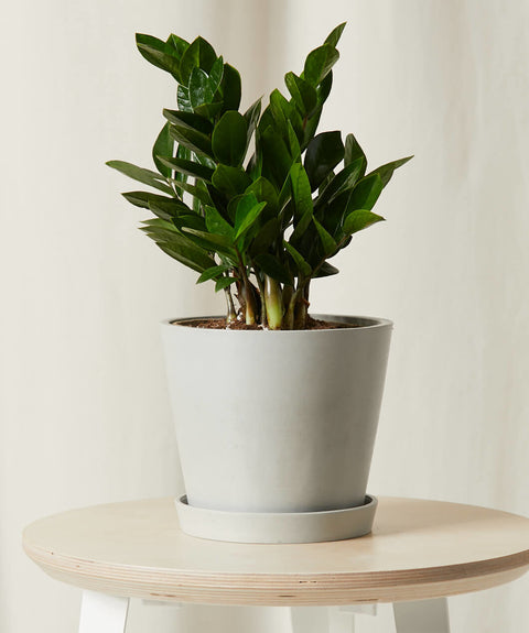 Dwarf ZZ Plant