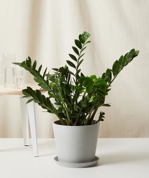 Zamioculcas Zamiifolia (ZZ Plant) XL