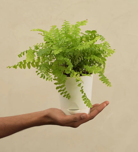 Boston Compacta Fern