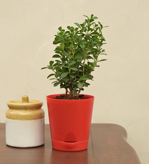 Shrub Plants - Indoor