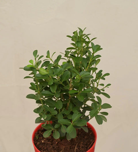 Boxwood Buxus