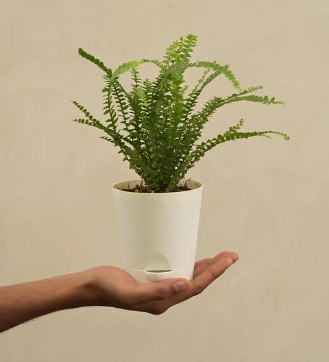 Button Fern